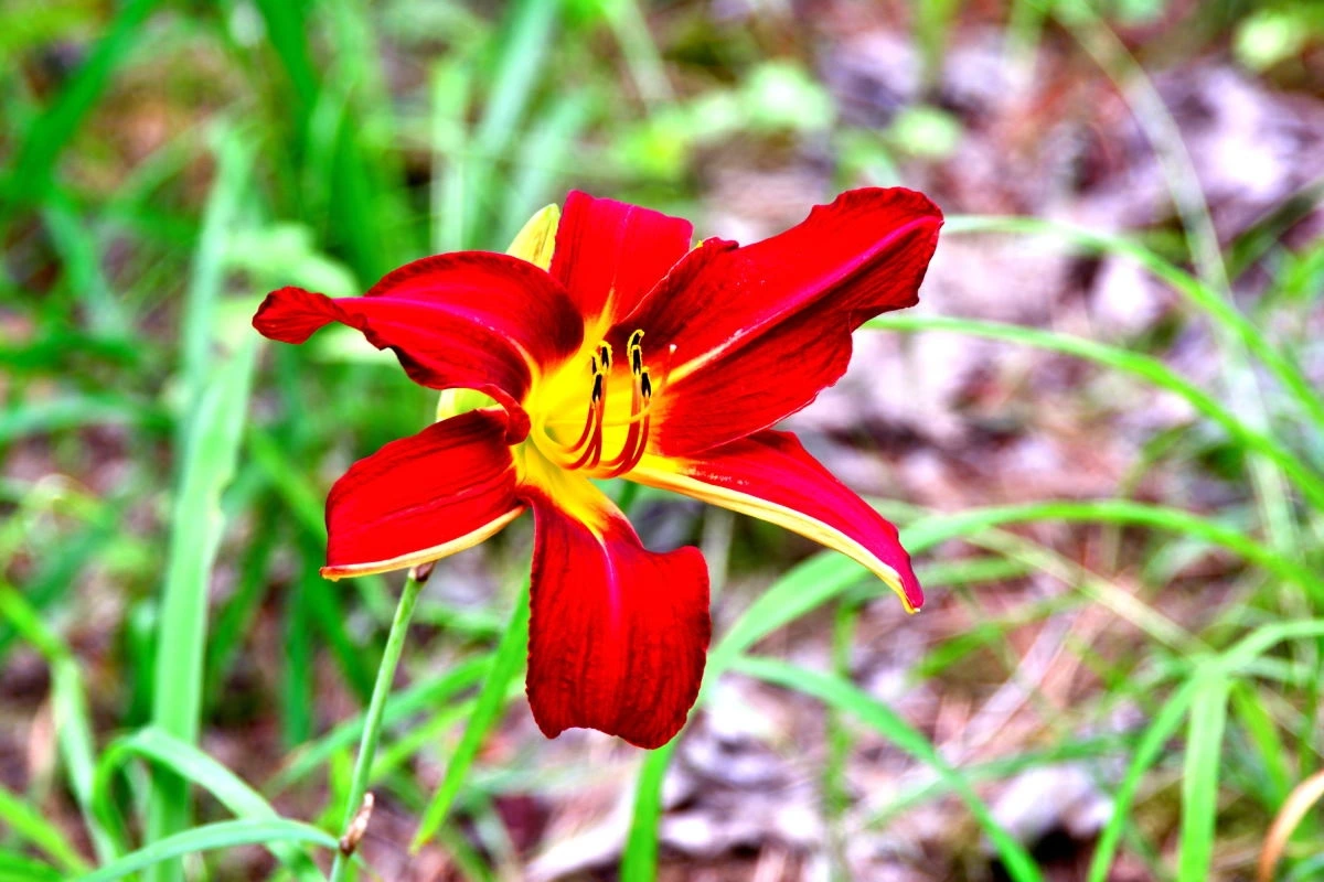 Birds House_Flower_DSC_6572_01_33.JPG