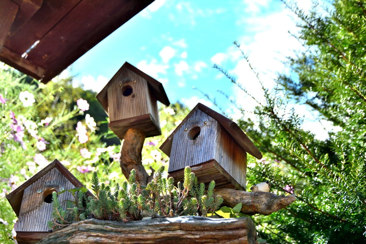 Birds House_Bird house_DSC_1199_01_06.JPG