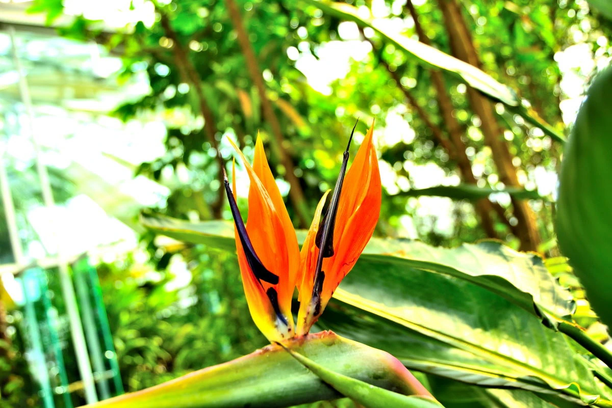 Birds House_Flower_DSC_0702_01_17.JPG