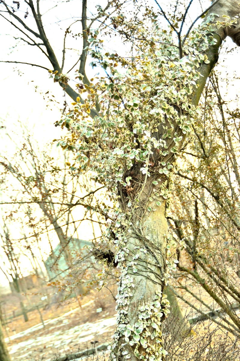 Birds House_Flower_DSC_7848_01_91.JPG