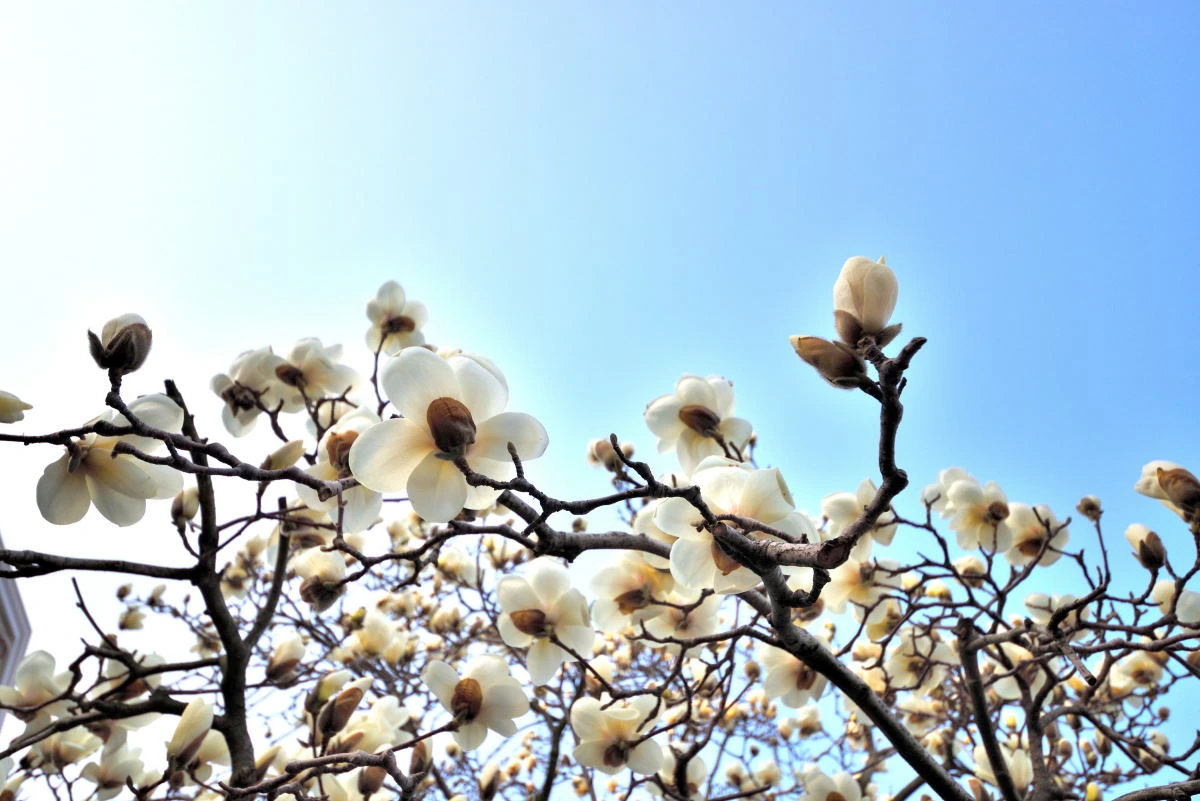 Birds House_Flower_DSC_3443_01_24.JPG