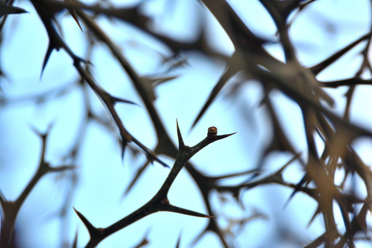 Birds House_Flower_DSC_7686_02_82.JPG