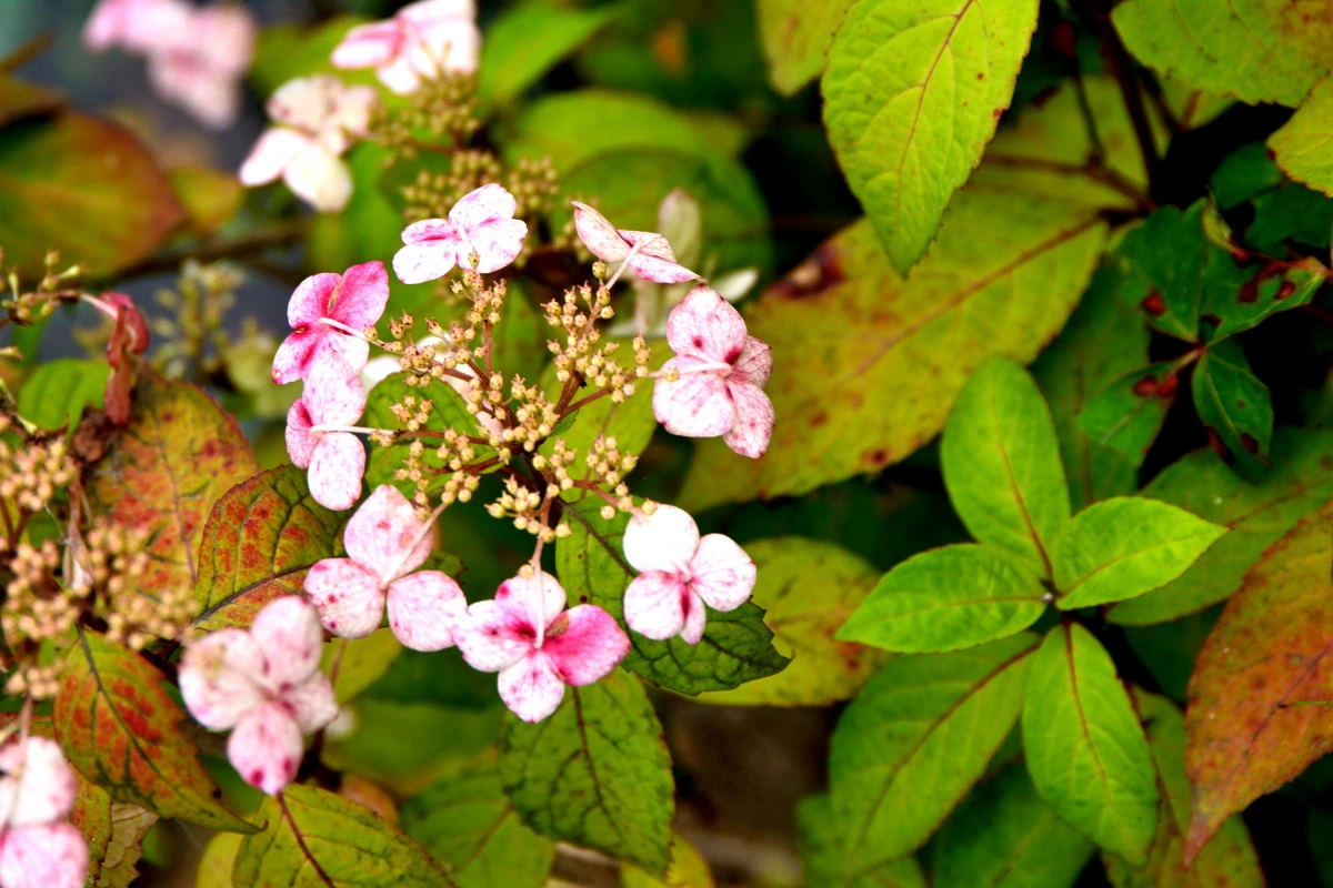 Birds House_Flower_DSC_6540_01_28.JPG