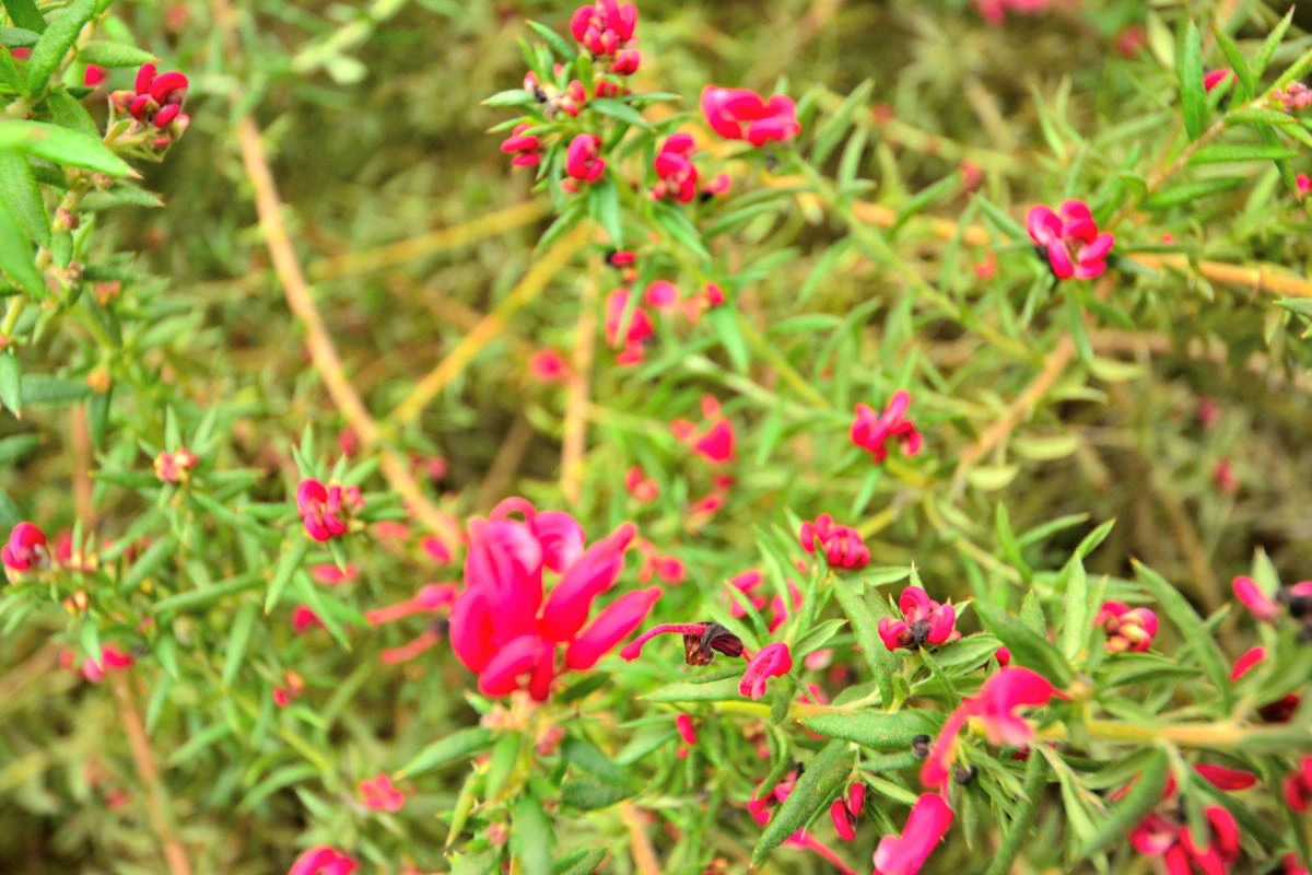 Birds House_Flower_DSC_7334_01_42.JPG