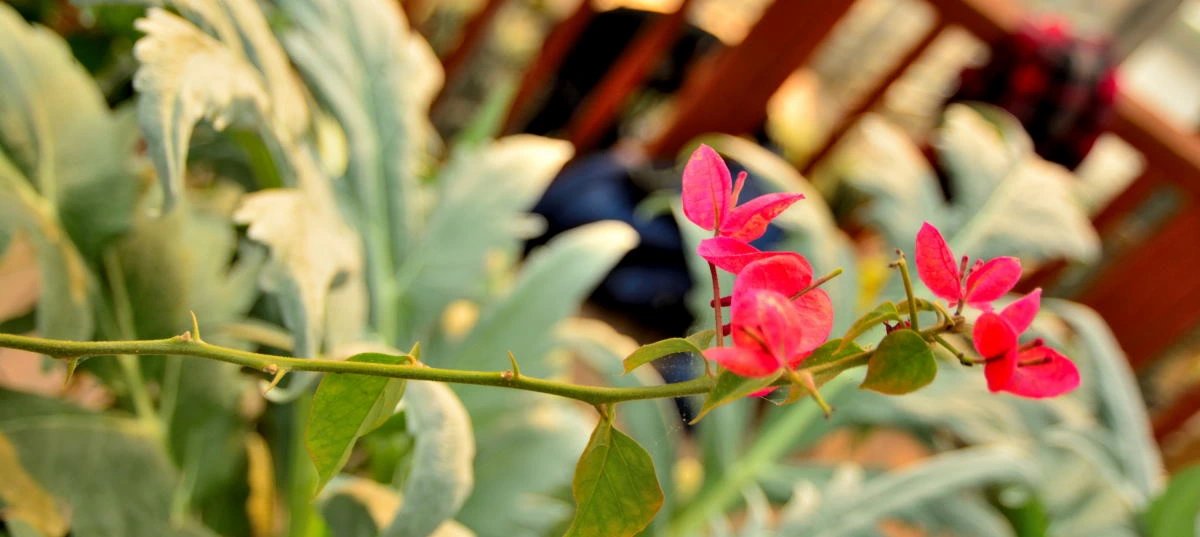 Birds House_Flower_DSC_7577_01_01_61.JPG