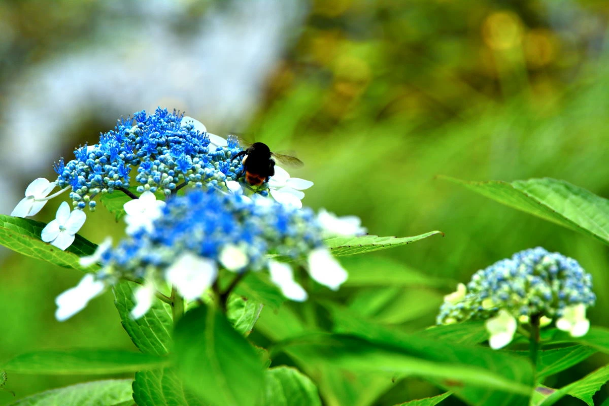 Birds House_Flower_DSC_6559_01_29.JPG
