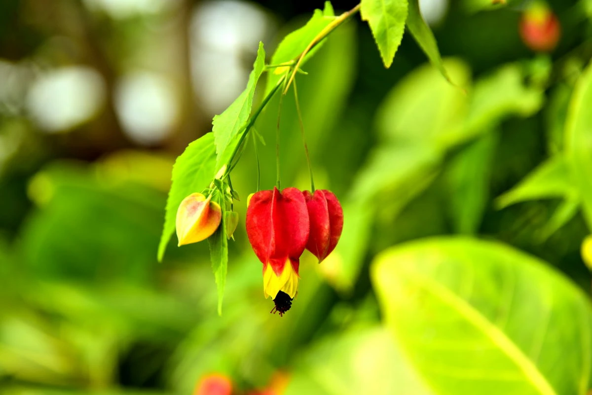 Birds House_Flower_DSC_0799_01_22.JPG