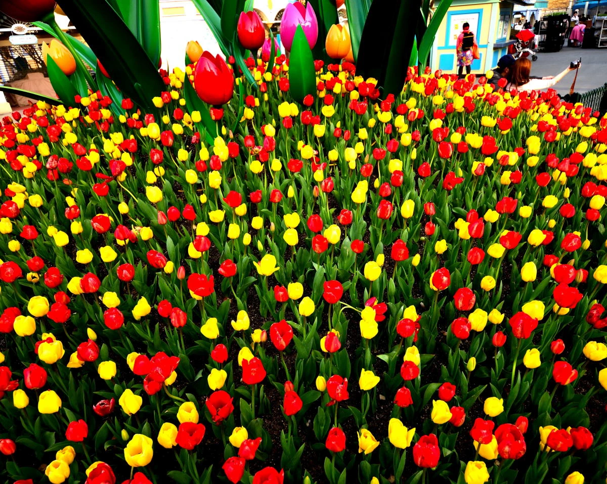 Birds House_Flower_DSC_3462_01_01_25.JPG