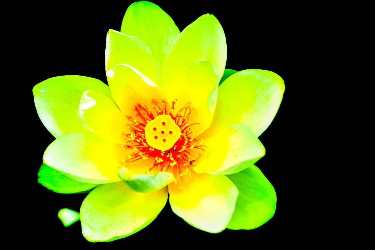 Birds House_Lotus flower in full bloom_DSC_6592_93.JPG