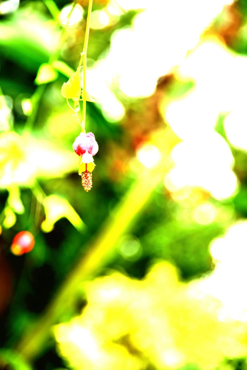 Birds House_Flower_DSC_0690_01_14.JPG