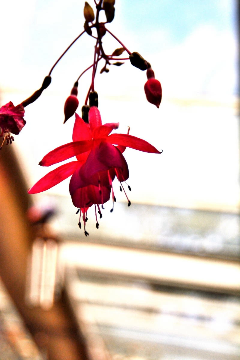 Birds House_Spring and a F_DSC_1285_01_94.JPG