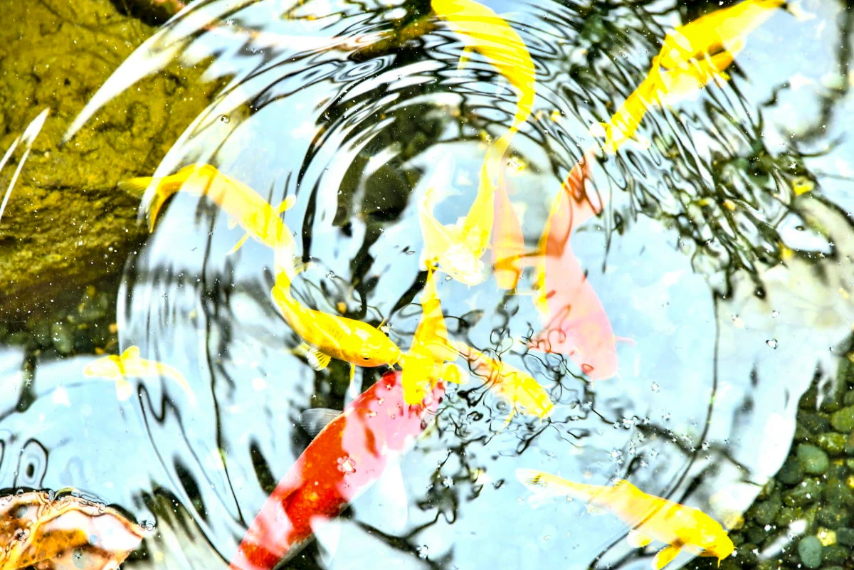 Birds House_A scene in a pond_DSC_0713_01_03.JPG