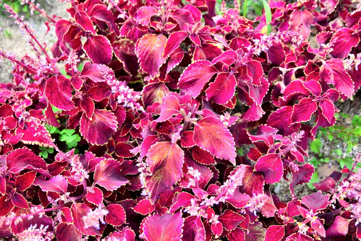 Birds House_Flower_DSC_1186_01_23.JPG