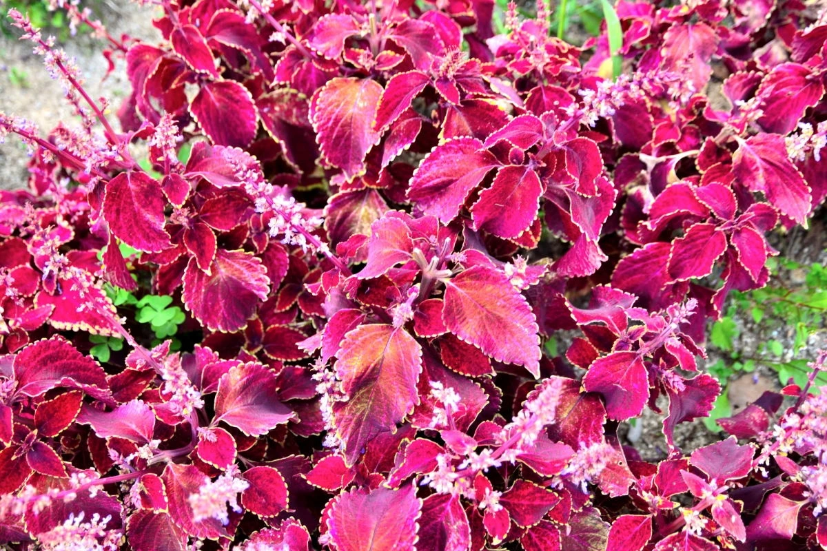 Birds House_Flower_DSC_1186_01_23.JPG