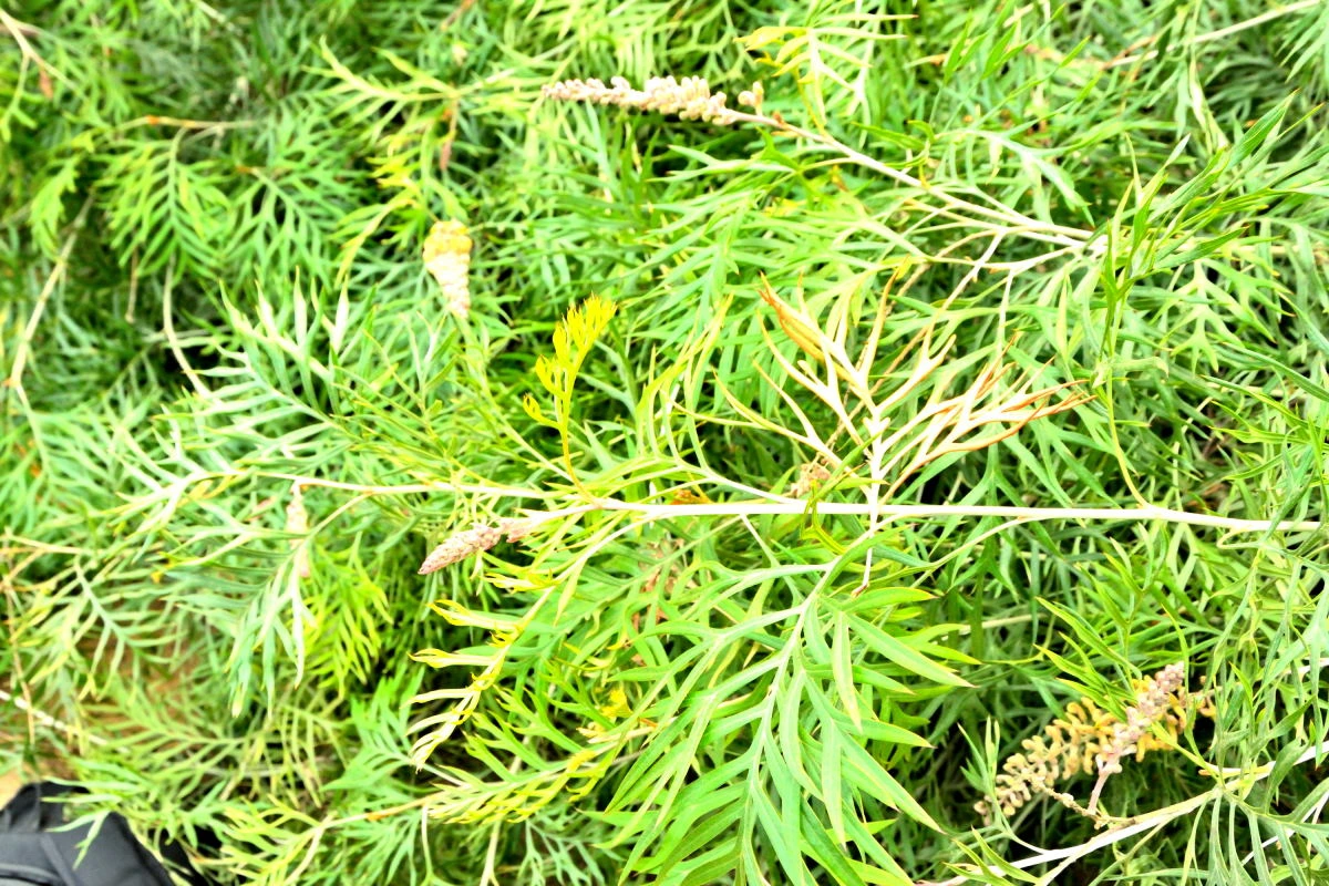 Birds House_Flower_DSC_7437_01_59.JPG