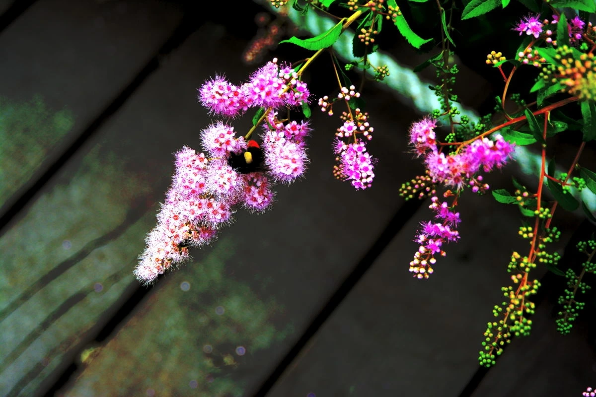 Birds House_Flower_DSC_6565_01_31.JPG