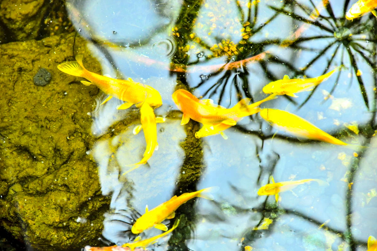 Birds House_A scene in a pond_DSC_0709_01.JPG