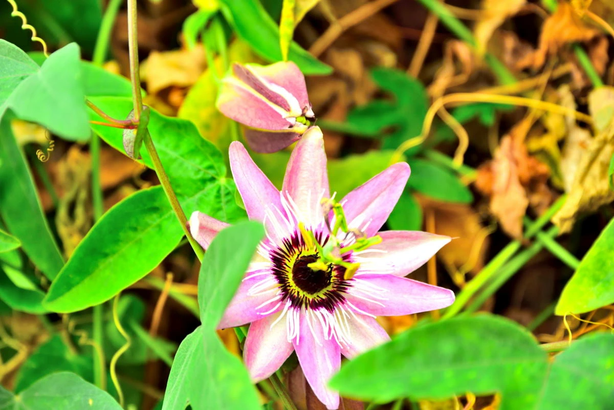 Birds House_Flower_DSC_0694_01_16.JPG