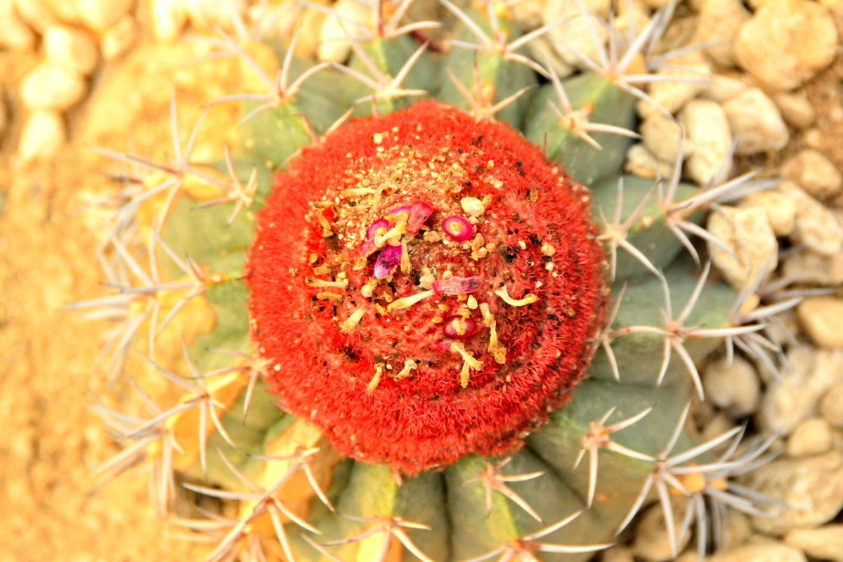 Birds House_Flower_DSC_7638_01_70.JPG