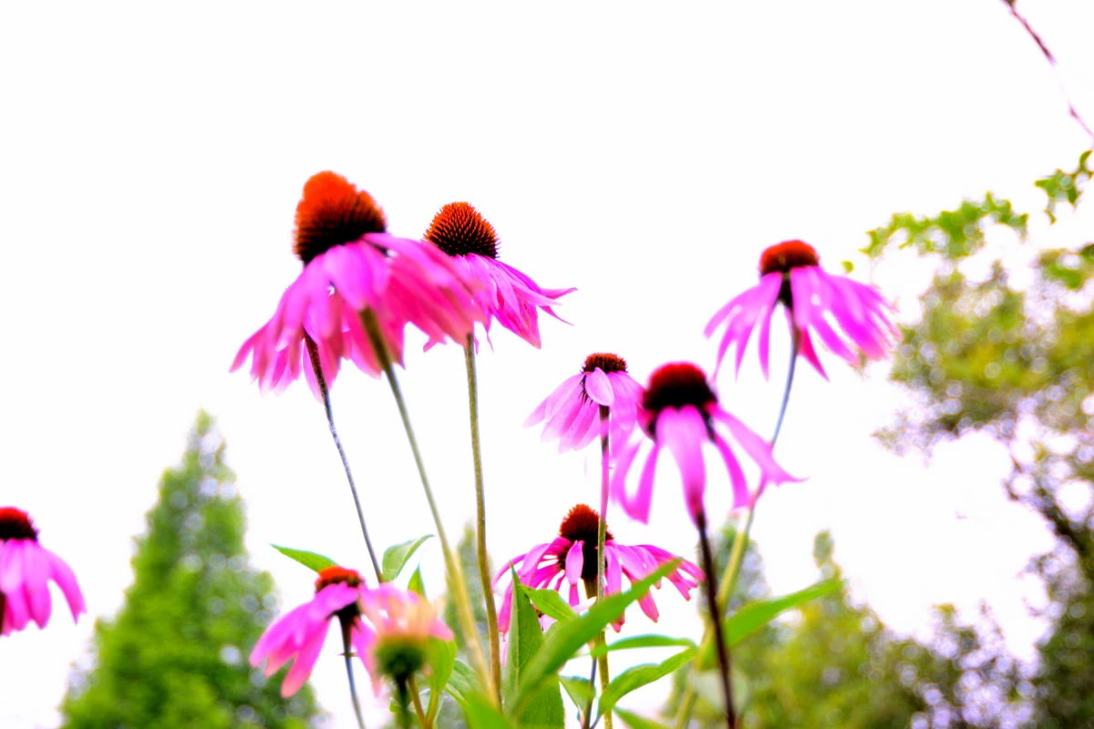 Birds House_Flower_DSC_6563_01_30.JPG