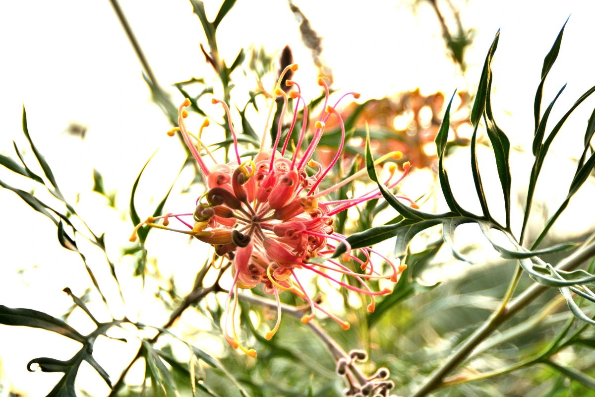 Birds House_Flower_DSC_7410_01_58.JPG