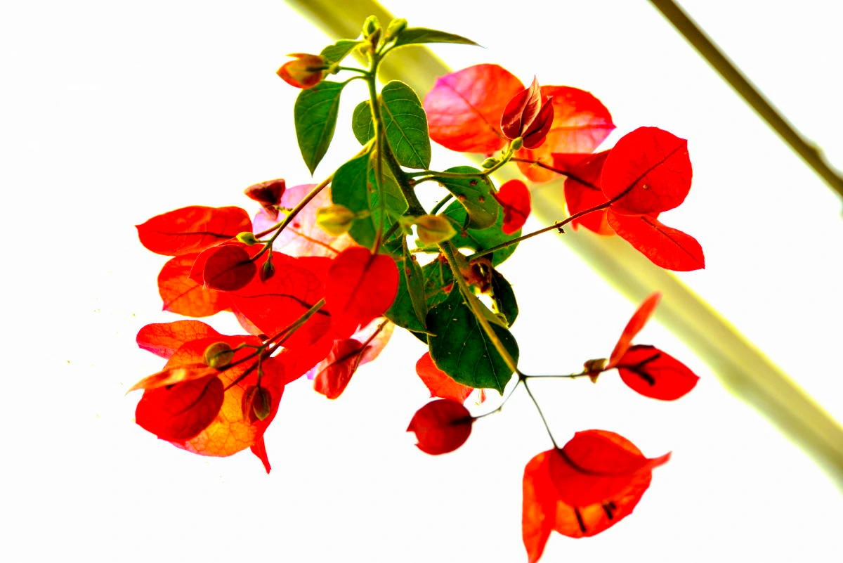 Birds House_Flower_DSC_0692_01_15.JPG