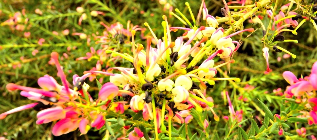 Birds House_Flower_DSC_7315_01_01_41.JPG