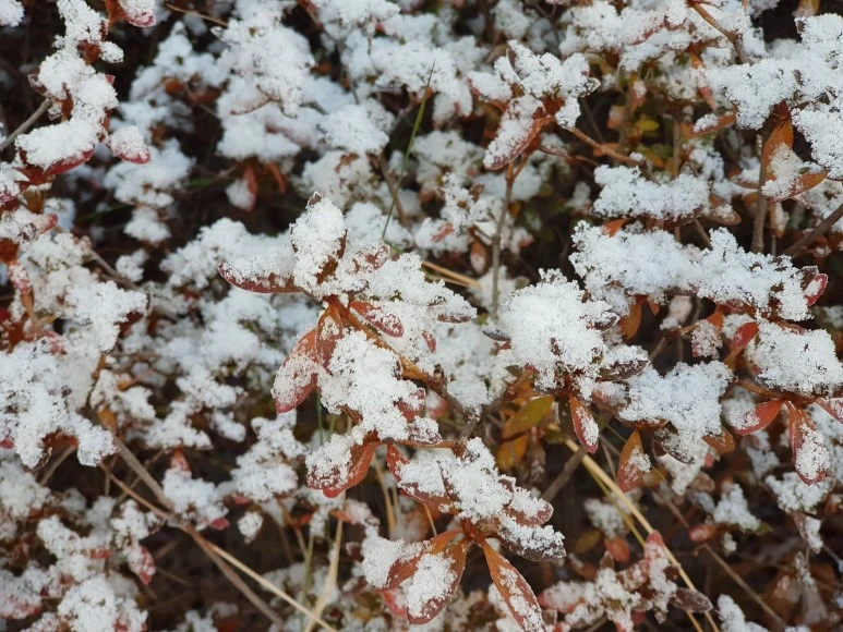 2017-12-02_08.35.08.jpg?type=w773