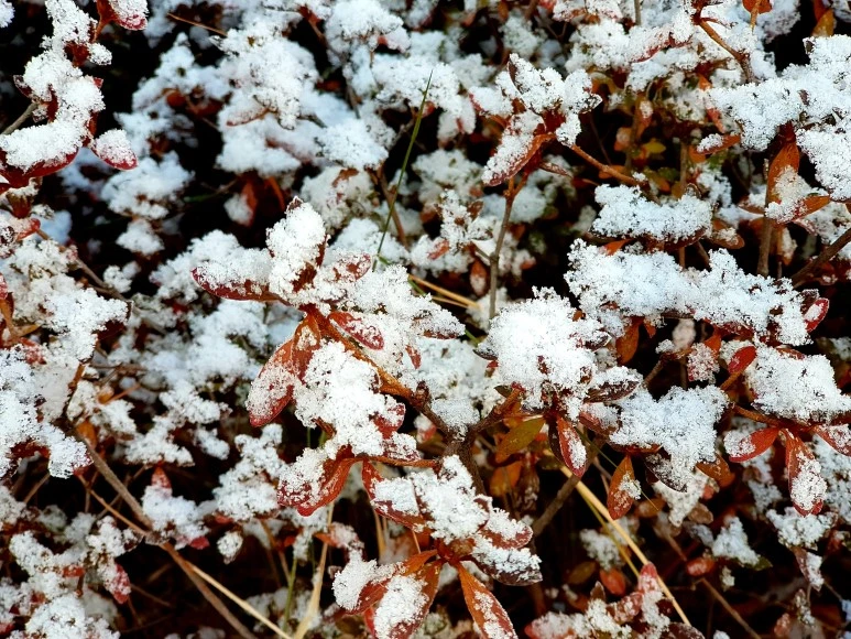 2017-12-02_08.35.01-1.jpg?type=w773