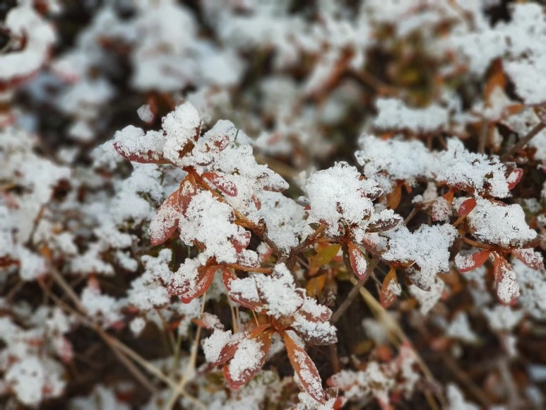 2017-12-02_08.34.59.jpg?type=w773