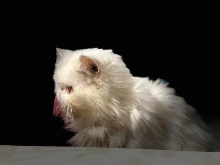 P20171208_120405379_926F5066-4278-4372-8811-1BB792F257BB.jpg?type=w773