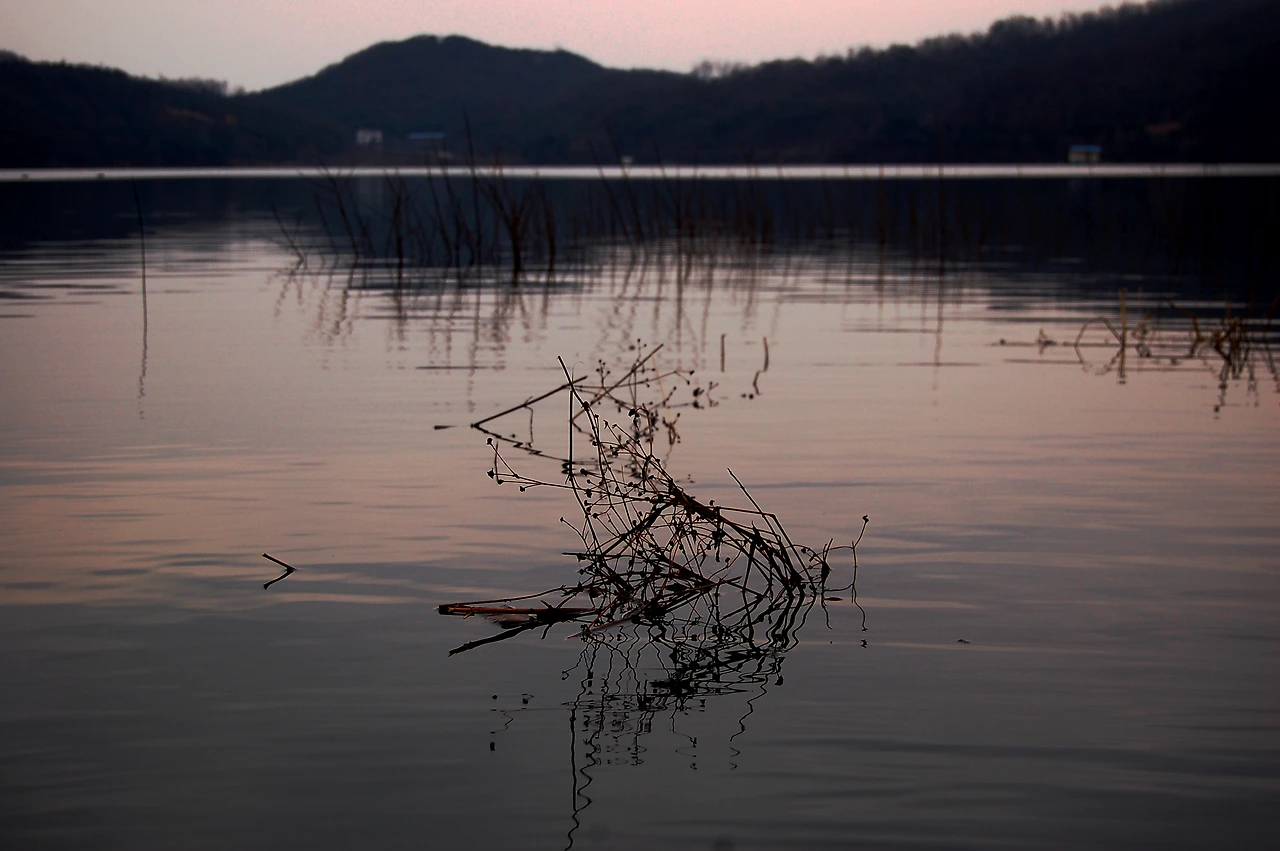 2008_안성 고삼저수지.JPG