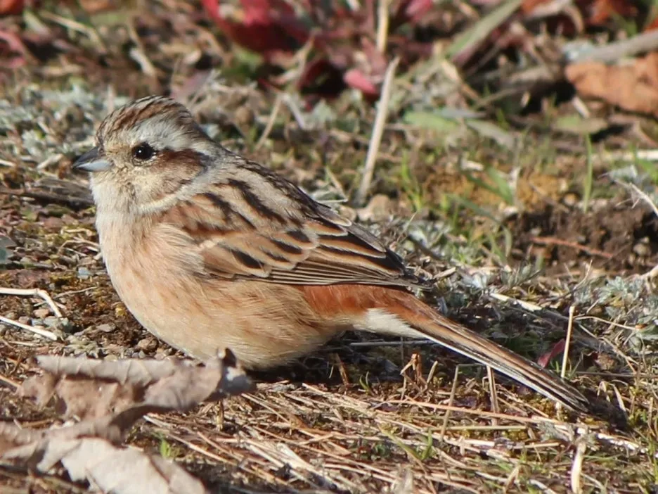 153870965812494373.jpeg.jpg?type=w1