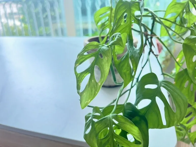 IMG_0719.jpg?type=w773