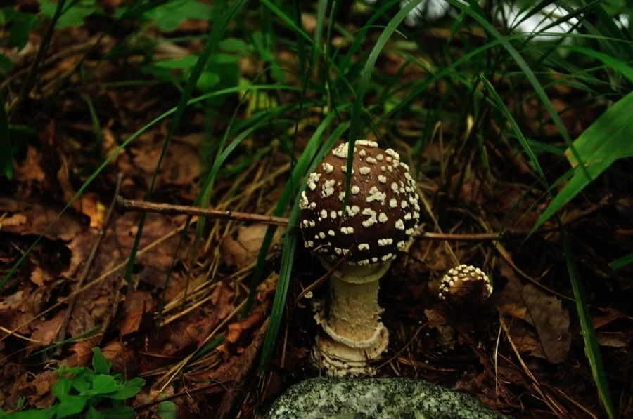 DSC_8255.JPG?type=w1