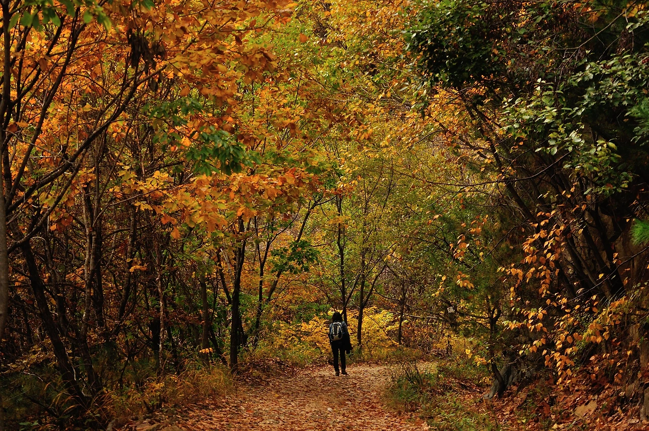 3-11.임도길의 낙옆과 단풍.JPG