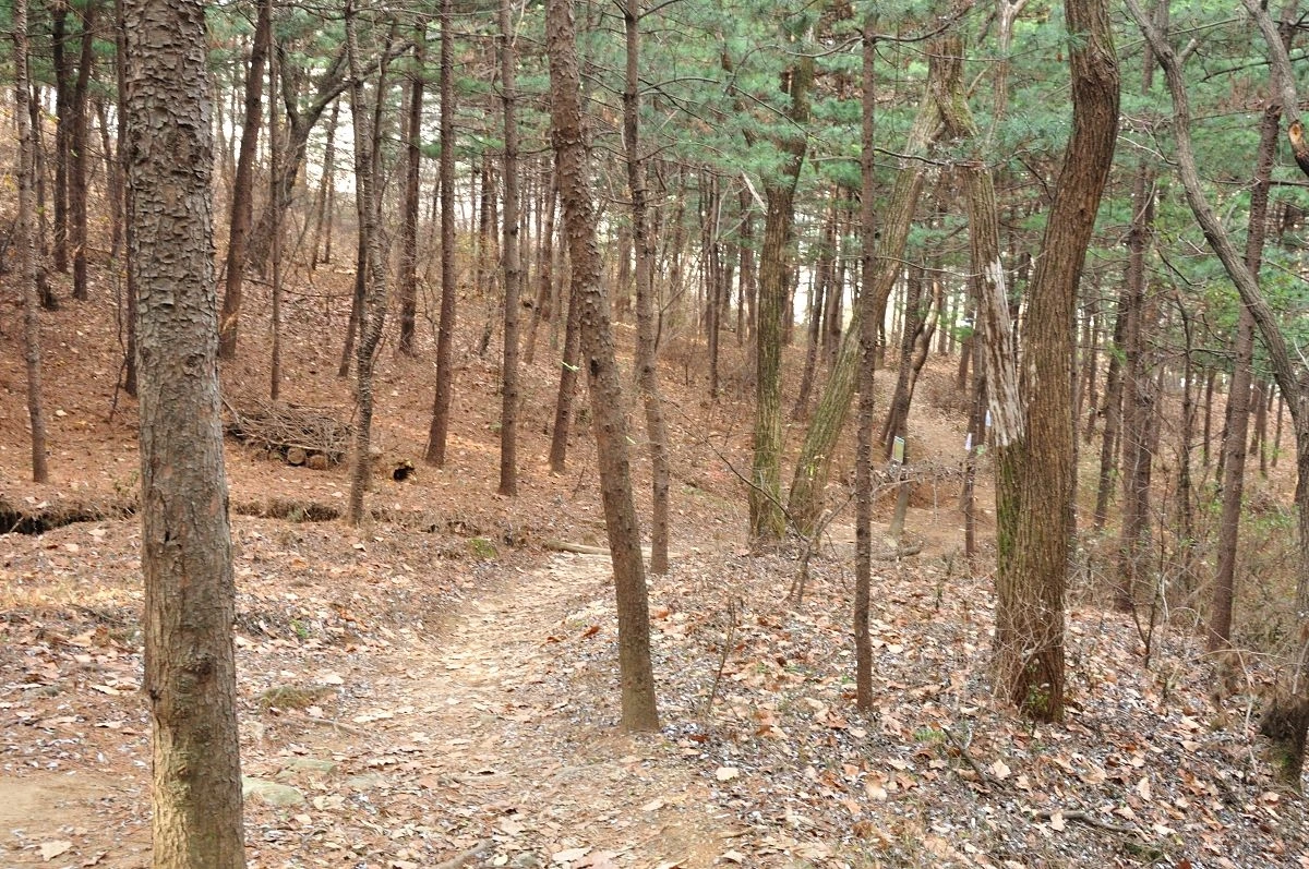 사진5 우면산숲길.JPG