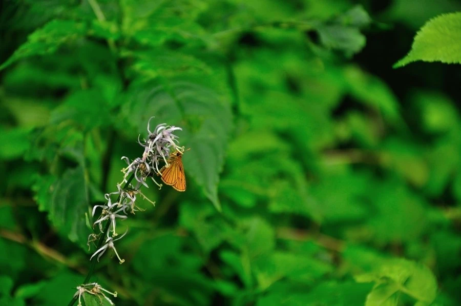 DSC_8286.JPG?type=w1