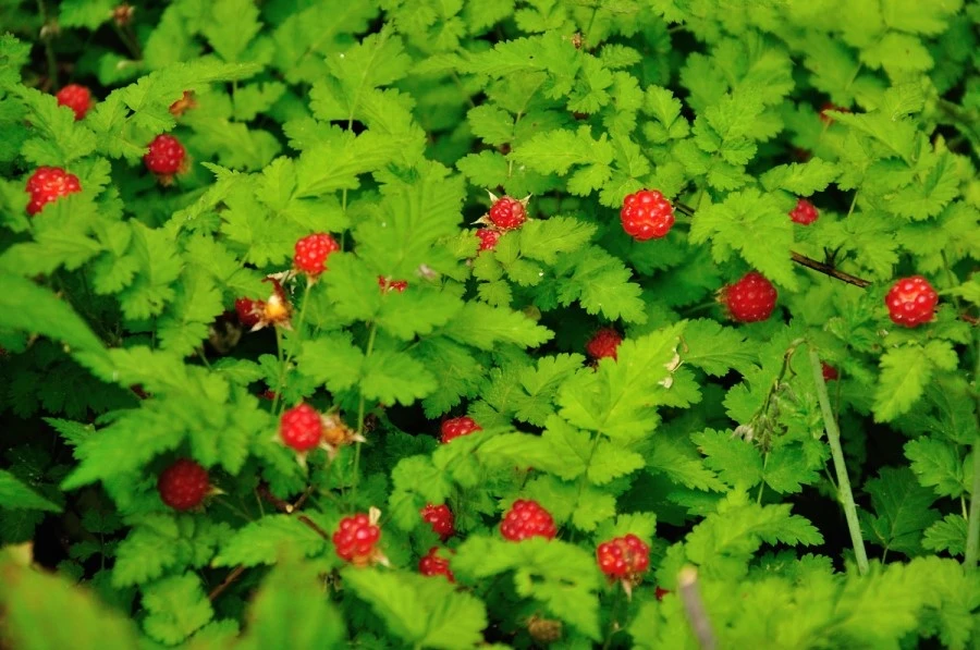 DSC_0492.JPG?type=w966