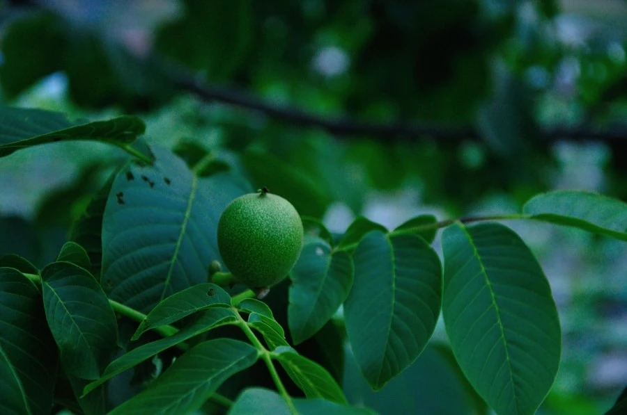 DSC_8894_9218.JPG?type=w1