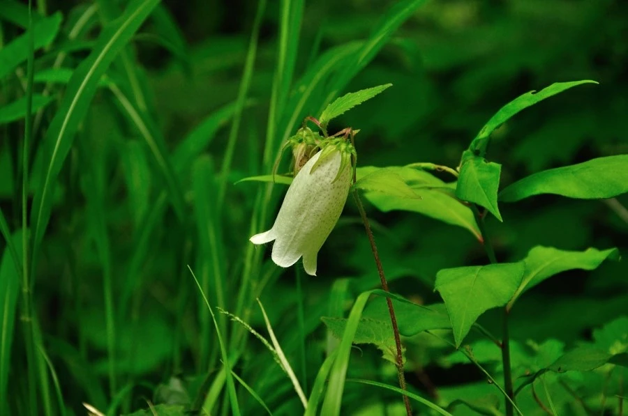 DSC_0335.JPG?type=w966