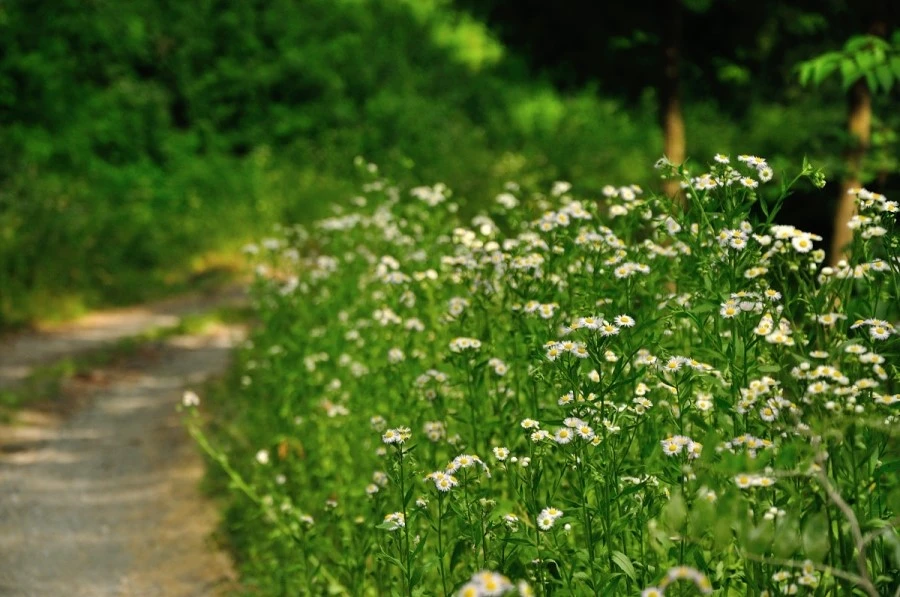 DSC_0493.JPG?type=w966