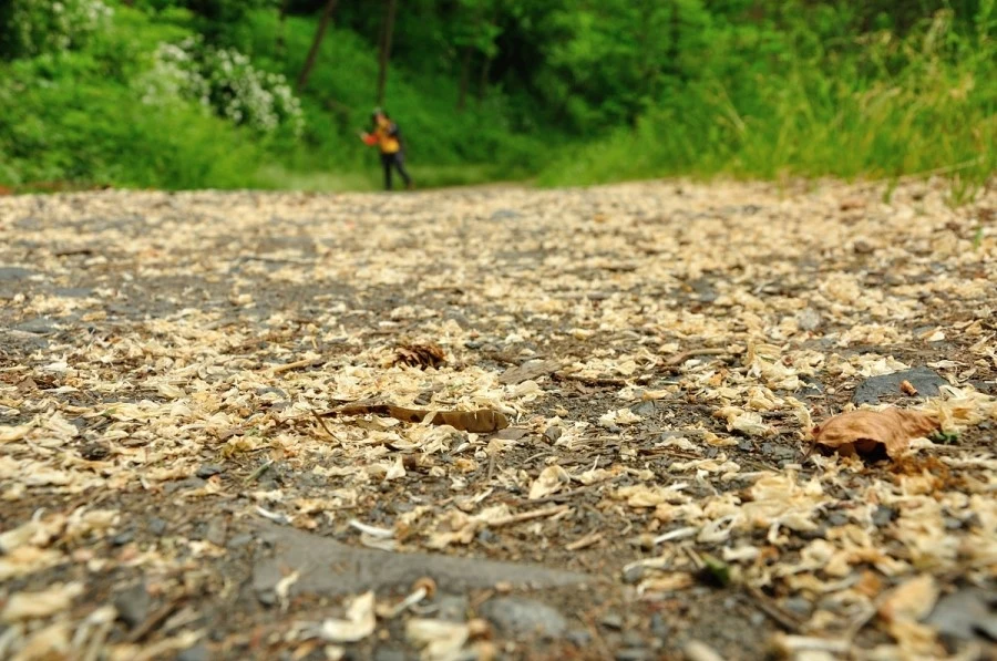 DSC_0342.JPG?type=w1