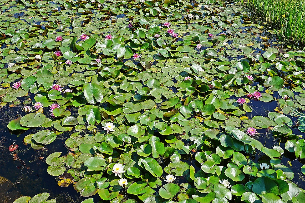 모네의 정원-세미원.JPG