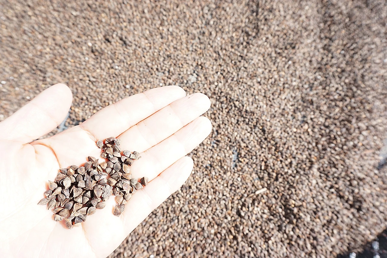 백령도 메밀.JPG