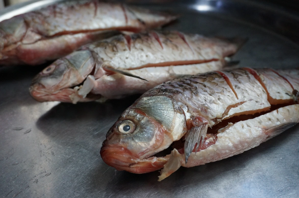 크기변환_예산저수지붕어 (1).JPG