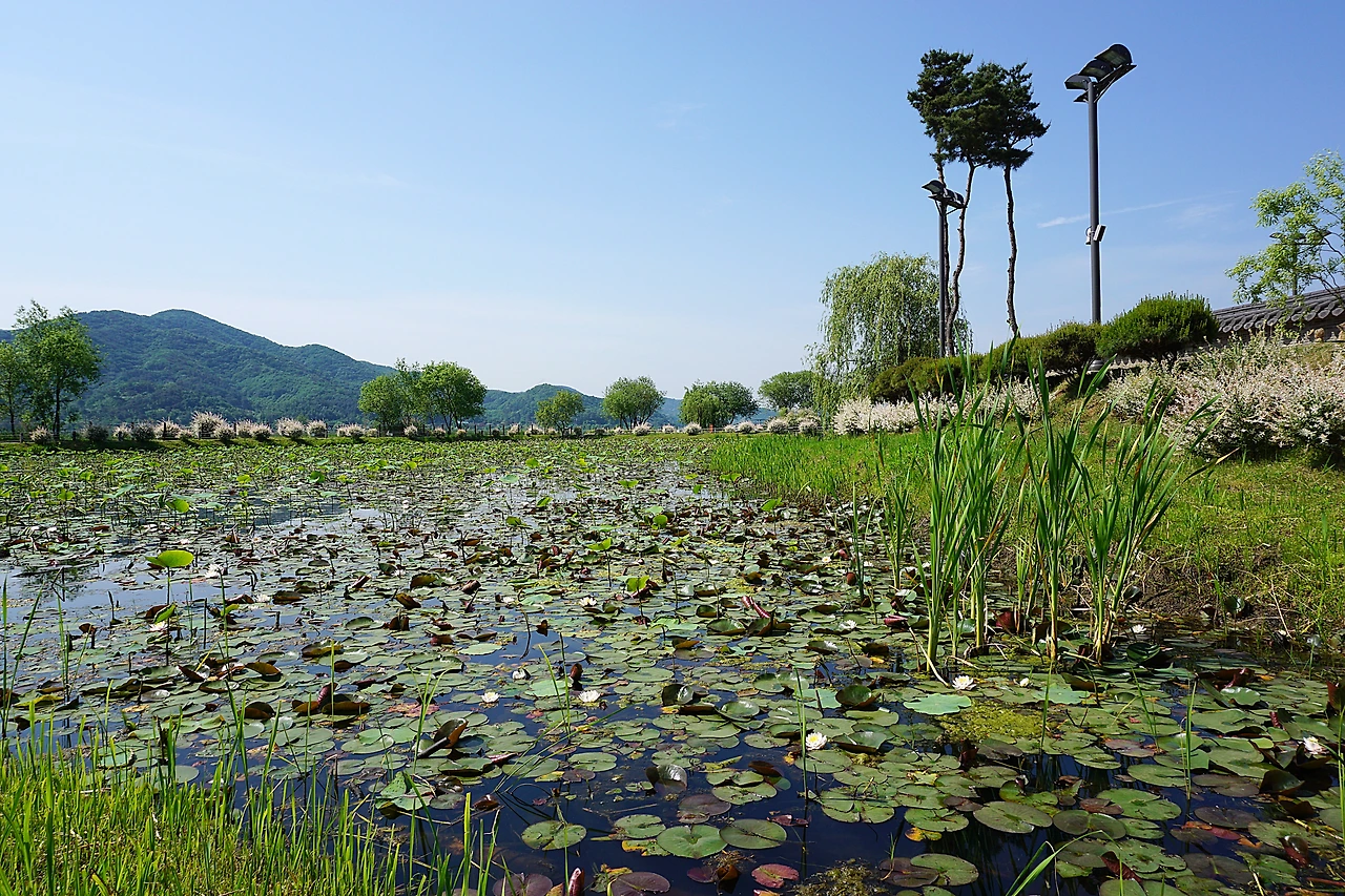 세미원 전경과 연꽃.JPG