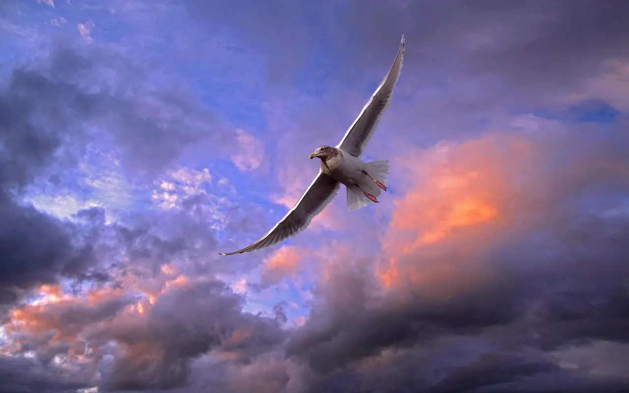 wonderful-flying-bird-full-hd-wallpaper-free-download.jpeg