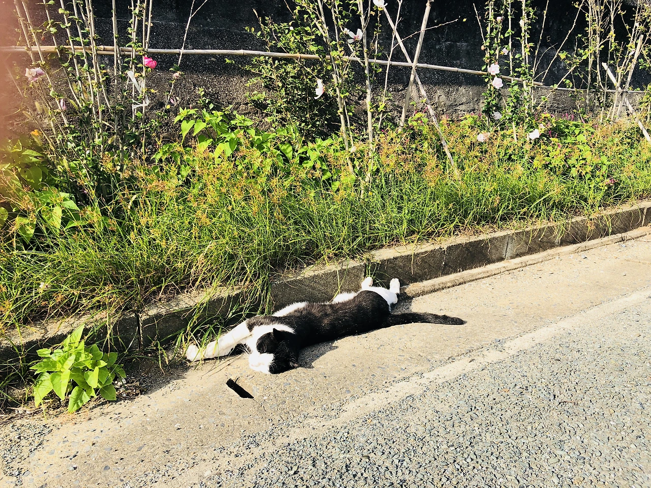 IMG_0001 (편집됨).JPG