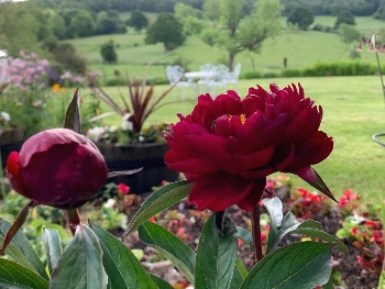 CTW- 고져스 래드 .jpeg